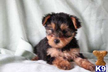 Hope - Yorkie Female